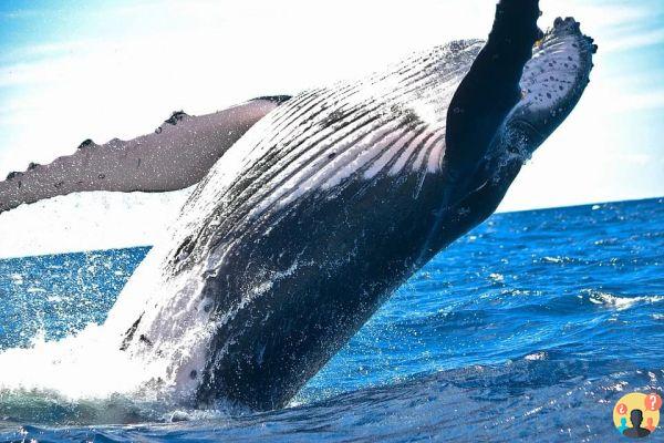 Soñar con ballena: ¿Qué significados?