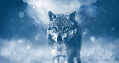 Dreaming of a wolf: What meanings?