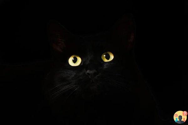 Soñar con un gato negro: ¿Qué significados?