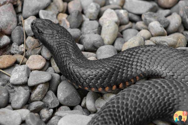 Soñar con serpiente negra: ¿Qué significados?